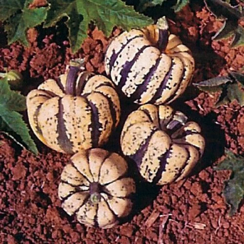 Sweet Dumpling Acorn Squash Seeds 3 Sweet Dumpling Acorn Squash Seeds