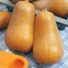Honeybaby Hybrid Butternut Squash Seeds -Botanical Bliss 52743 pk p1