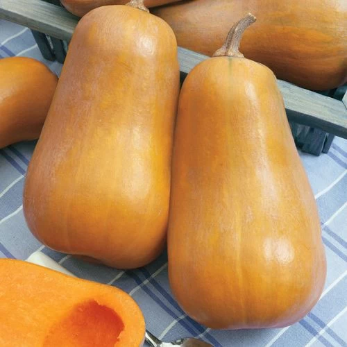 Honeybaby Hybrid Butternut Squash Seeds 3 Honeybaby Hybrid Butternut Squash Seeds