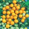 Honeybee Hybrid Cherry Tomato Seeds 1 Honeybee Hybrid Cherry Tomato Seeds -Botanical Bliss 52748 pk p1