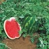 Topgun Hybrid Watermelon Seeds -Botanical Bliss 52755