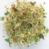 Salad Mix Hybrid Sprouting Seeds -Botanical Bliss 52762 pk p1