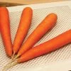 Fuerte Hybrid Carrot Seeds 1 Fuerte Hybrid Carrot Seeds -Botanical Bliss 52768 pk p1