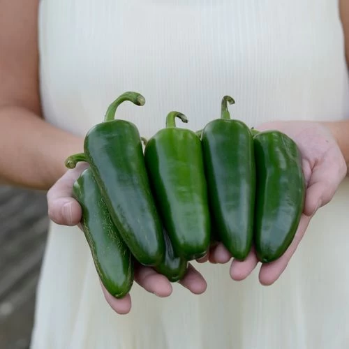 Park's Whopper Jalapeño Pepper Seeds (P) Pkt Of 15 Seeds 4 Park's Whopper Jalapeño Pepper Seeds (P) Pkt Of 15 Seeds - Image 2