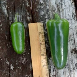 Park's Whopper Jalapeño Pepper Seeds (P) Pkt Of 15 Seeds 10 Park's Whopper Jalapeño Pepper Seeds (P) Pkt Of 15 Seeds -Botanical Bliss 52776 PK P1 3