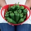Park's Whopper Jalapeño Pepper Seeds (P) Pkt Of 15 Seeds 2 Park's Whopper Jalapeño Pepper Seeds (P) Pkt Of 15 Seeds -Botanical Bliss 52776 pk p1