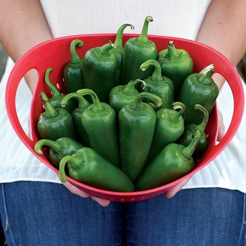 Park's Whopper Jalapeño Pepper Seeds (P) Pkt Of 15 Seeds 3 Park's Whopper Jalapeño Pepper Seeds (P) Pkt Of 15 Seeds