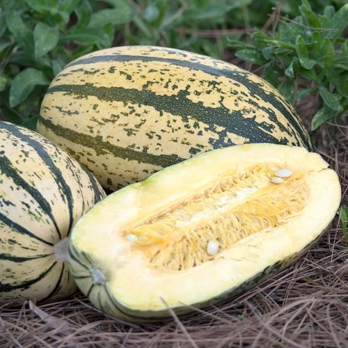 Sugaretti F1 Hybrid Spaghetti Squash Seeds 3 Sugaretti F1 Hybrid Spaghetti Squash Seeds
