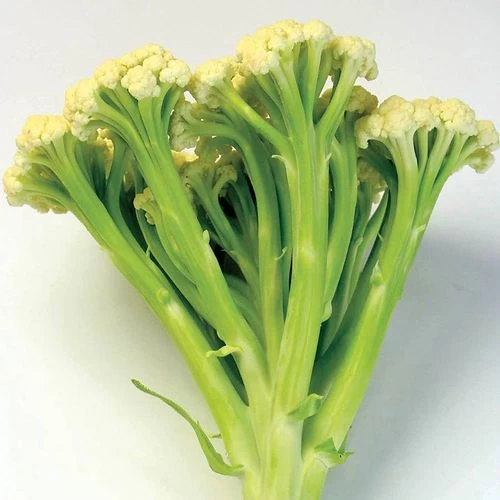 Fioretto 60 Cauliflower Seeds 3 Fioretto 60 Cauliflower Seeds