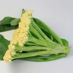 Fioretto 60 Cauliflower Seeds 5 Fioretto 60 Cauliflower Seeds -Botanical Bliss 52780 PK P1 1