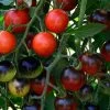 Midnight Snack Hybrid Cherry Tomato Seeds -Botanical Bliss 52781 pk p1