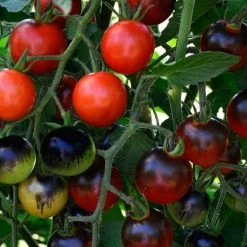 Midnight Snack Hybrid Cherry Tomato Seeds
