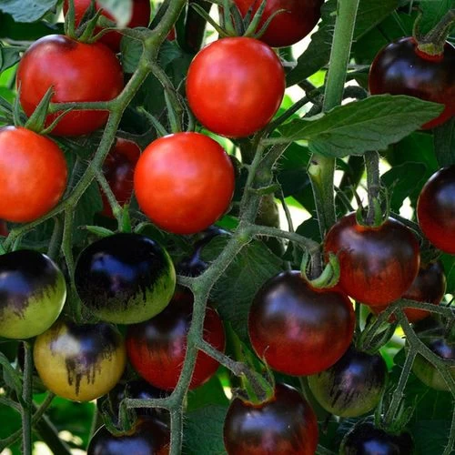 Midnight Snack Hybrid Cherry Tomato Seeds 3 Midnight Snack Hybrid Cherry Tomato Seeds