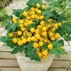 Patio Choice Yellow Hybrid Cherry Tomato Seeds 2 Patio Choice Yellow Hybrid Cherry Tomato Seeds -Botanical Bliss 52782 pk p1