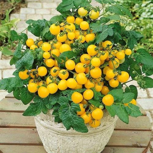 Patio Choice Yellow Hybrid Cherry Tomato Seeds 3 Patio Choice Yellow Hybrid Cherry Tomato Seeds