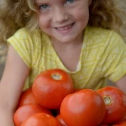 Park Seed Legacy Tomato Seeds (P) Pkt Of 20 Seeds 10 Park Seed Legacy Tomato Seeds (P) Pkt Of 20 Seeds -Botanical Bliss 52785 PK P1 2