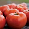 Park Seed Legacy Tomato Seeds (P) Pkt Of 20 Seeds -Botanical Bliss 52785 pk p1