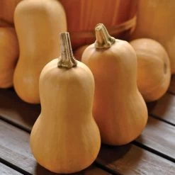 Butterbaby Organic Squash Seeds