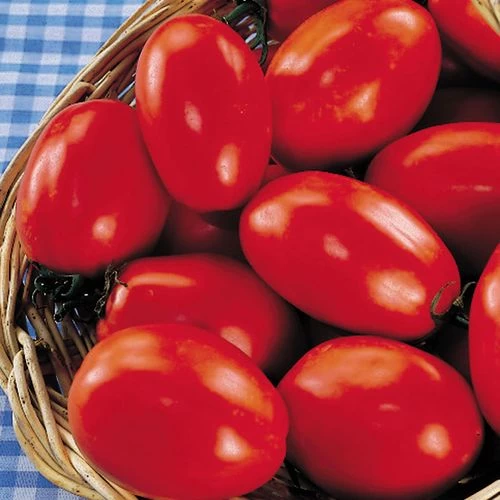 San Marzano Organic Tomato Seeds 3 San Marzano Organic Tomato Seeds