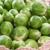 Catskill Brussels Sprouts Seeds 1 Catskill Brussels Sprouts Seeds -Botanical Bliss 52792 PK P1