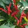Thai Super Chili Hybrid Pepper Seeds