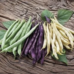 Mardi Gras Blend Bush Bean Seeds