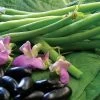 Nautica Bush Bean Seeds -Botanical Bliss 52796