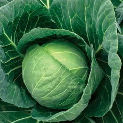 Crystal Vantage Hybrid Cabbage Seeds