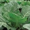 Flash Collard Seeds 2 Flash Collard Seeds -Botanical Bliss 52805 pk p1