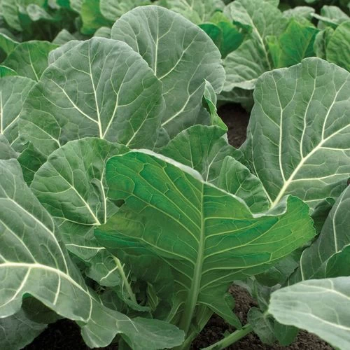 Flash Collard Seeds 3 Flash Collard Seeds