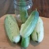 Garden Bush Pickle F1 Cucumber Seeds -Botanical Bliss 52807