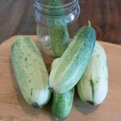 Garden Bush Pickle F1 Cucumber Seeds