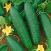 Double Yield Cucumber Seeds -Botanical Bliss 52810