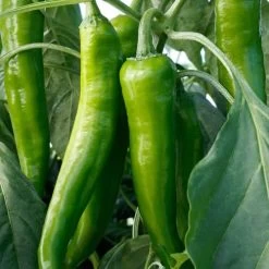 Desperado Hybrid Pepper Seeds -Botanical Bliss 52814 PK P1 1