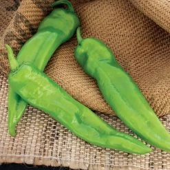 Desperado Hybrid Pepper Seeds -Botanical Bliss 52814 PK P1 1