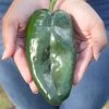 Carranza Pepper Seeds -Botanical Bliss 52816 pk p1