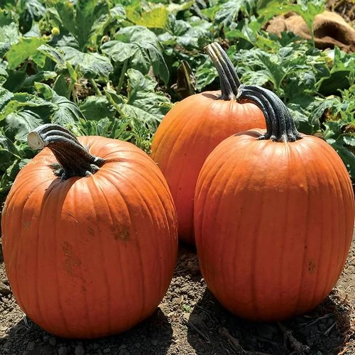 Large Marge Hybrid Pumpkin Seeds 3 Large Marge Hybrid Pumpkin Seeds