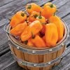 Just Sweet Pepper Seeds -Botanical Bliss 52820 pk p1