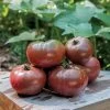 Purple Boy Hybrid Tomato Seeds 1 Purple Boy Hybrid Tomato Seeds -Botanical Bliss 52823