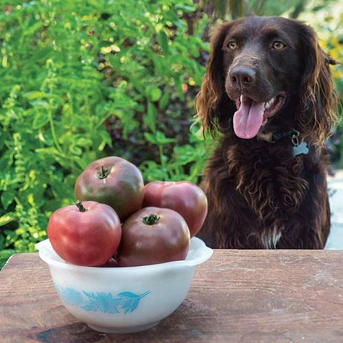 Purple Boy Hybrid Tomato Seeds (P) Pkt Of 10 Seeds 5 Purple Boy Hybrid Tomato Seeds (P) Pkt Of 10 Seeds - Image 3