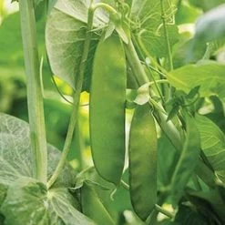 Mammoth Melting Organic Snow Pea Seeds 5 Mammoth Melting Organic Snow Pea Seeds -Botanical Bliss 52824 PK P1 1