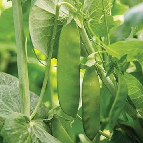 Mammoth Melting Organic Snow Pea Seeds 4 Mammoth Melting Organic Snow Pea Seeds - Image 2