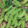 Mammoth Melting Organic Snow Pea Seeds -Botanical Bliss 52824 pk p1