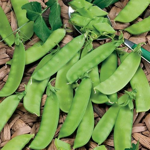 Mammoth Melting Organic Snow Pea Seeds 3 Mammoth Melting Organic Snow Pea Seeds
