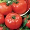 Chef's Choice Red Hybrid Tomato Seeds -Botanical Bliss 52825 pk p1