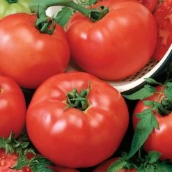 Chef's Choice Red Hybrid Tomato Seeds