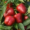 Snackabelle Red Pepper Seeds -Botanical Bliss 52826 PK P1