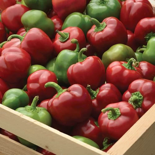 Snackabelle Red Pepper Seeds 4 Snackabelle Red Pepper Seeds - Image 2
