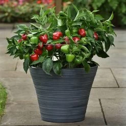 Snackabelle Red Pepper Seeds 7 Snackabelle Red Pepper Seeds -Botanical Bliss 52826 PK P1 2