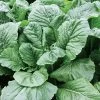 Alamo Hybrid Turnip Seeds 1 Alamo Hybrid Turnip Seeds -Botanical Bliss 52827 pk p1